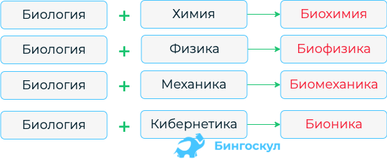 Биология + Химия →  Биохимия Биология + Физика → Биофизика Биология + Механика → Биомеханика Биология + Кибернетика → Бионика