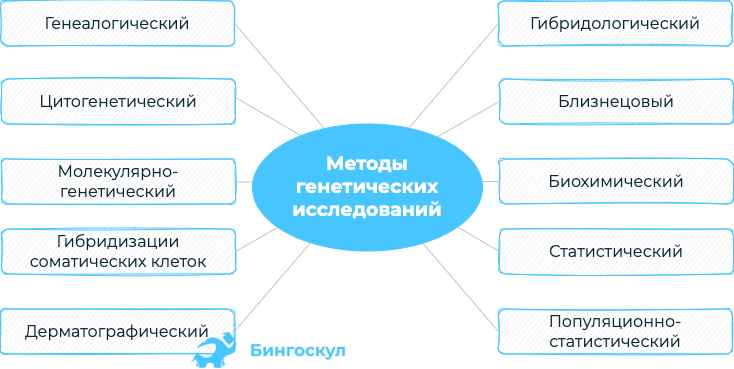 Близнецовый метод генетики картинки