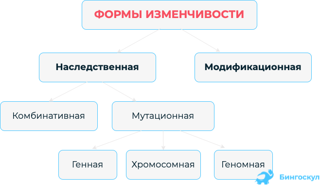 Модификационная изменчивость комбинативная изменчивость 10 класс презентация