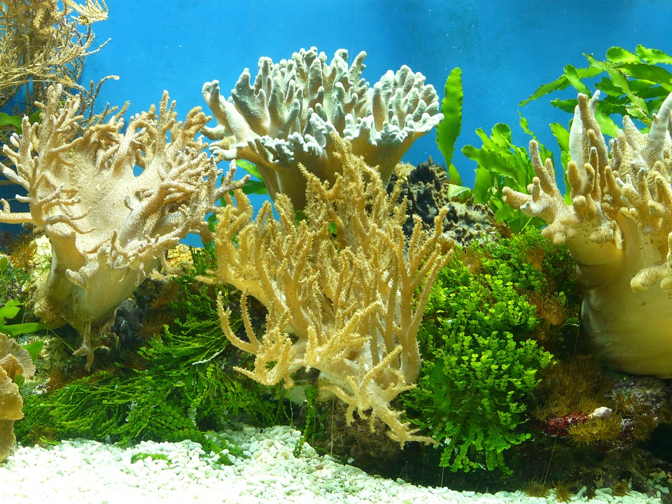Один из примеров колониальных форм - коралловые полипы