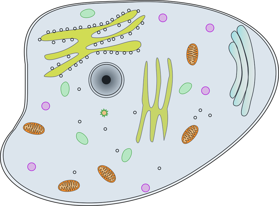 Клетка как биологическая система