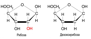 Углеводная часть может состоять из рибозы или дезоксирибозы. Она представляет собой остаток моносахарида. В нуклеиновых кислотах они находятся в циклической форме.
