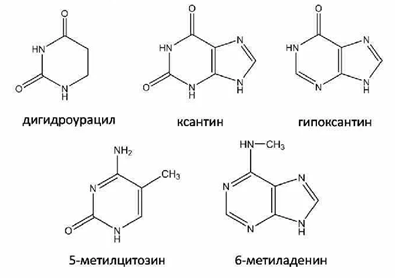 Минорные основания – гипоксантин, 5-метилцитозин, 6-N-метиладенин, 1-N-метилгуанин и др.