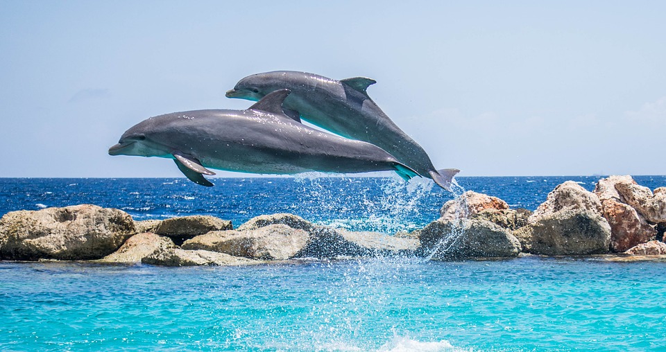 К какой группе животных относятся дельфины