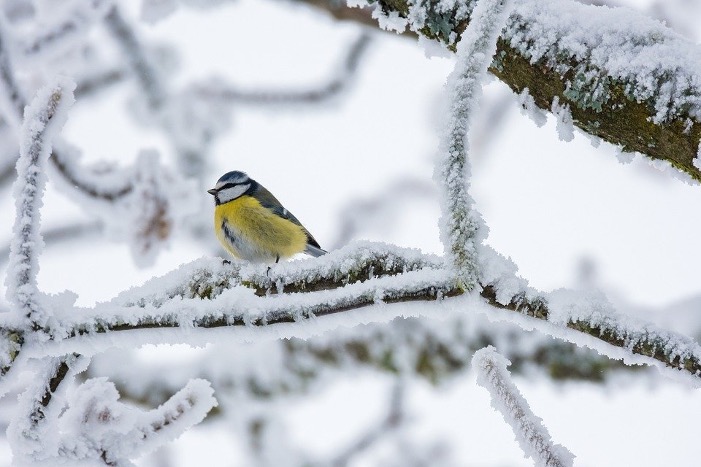 Как помочь зимующим птицам