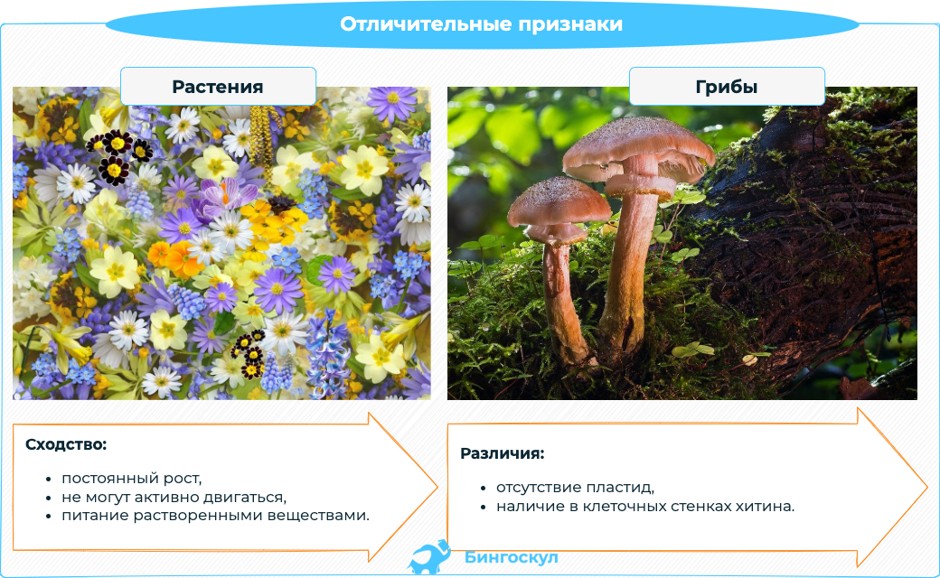 Признаки, которые отличают грибы от растений