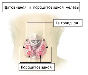 Анатомия околощитовидной, щитовидной железы: строение, функции, роль