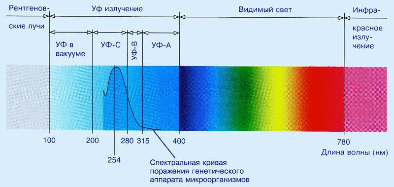 УФ: длина волны, место в спектре