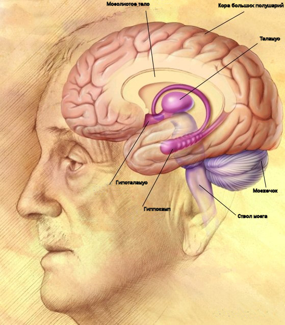 Биология. Строение и отделы спинного и головного мозга: подготовка по анатомии к ЕГЭ, ОГЭ