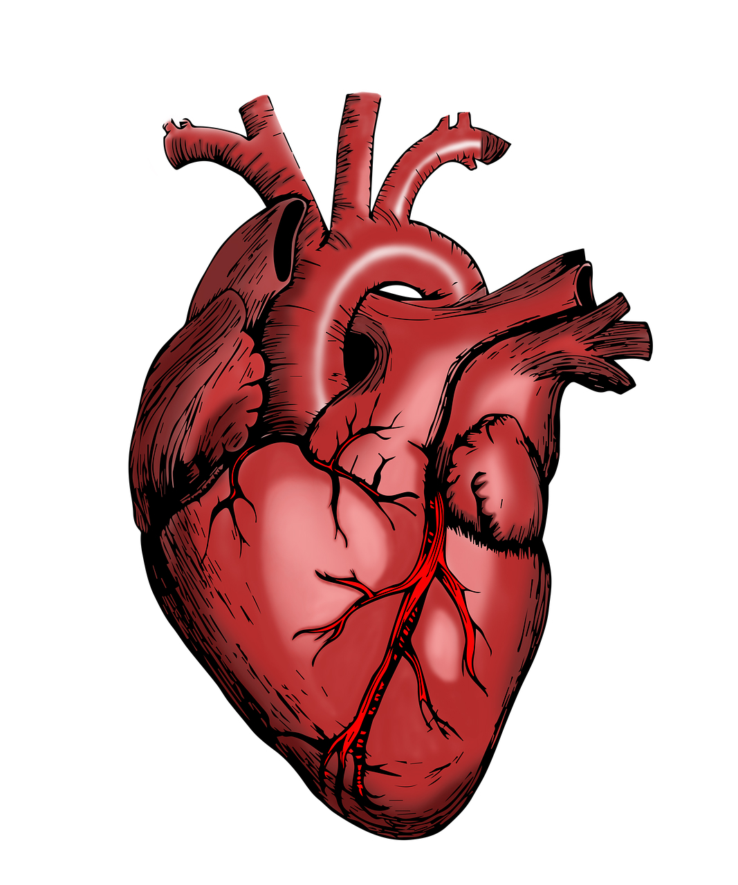 Сердце и поперечник, полулунный клапан, левое предсердие и желудочек: строение