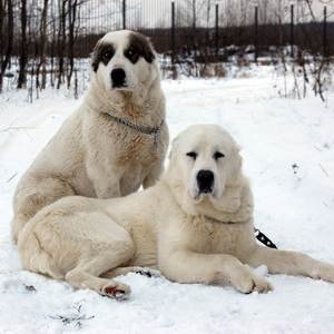Белые псы