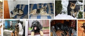 Собаки в дар в Минске
