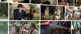 Фильмы с псами