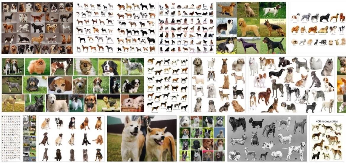 Породы собак с фотографиями