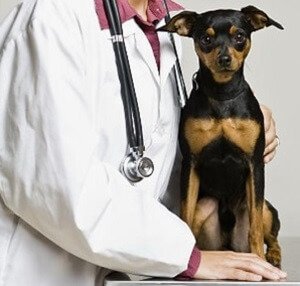 Пес у ветеринара