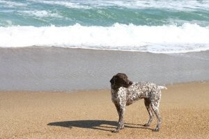 Собака у моря