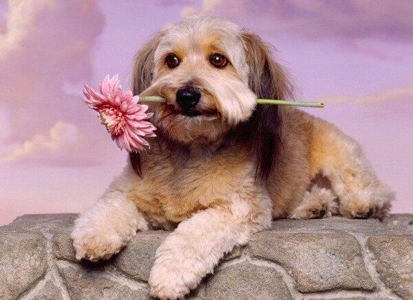 Пес с цветком