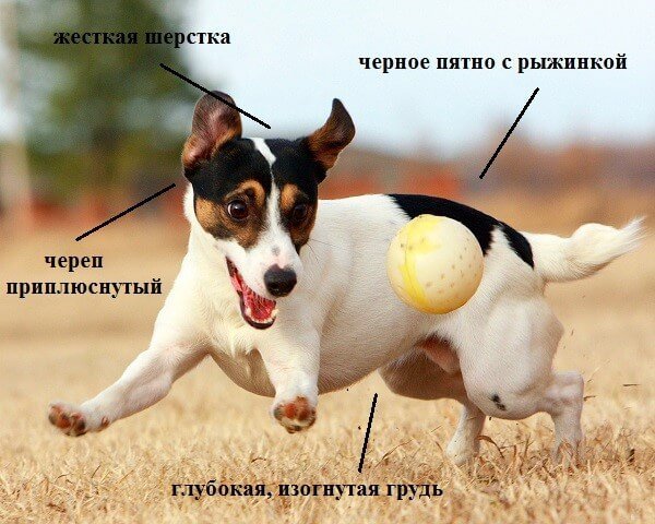 Пес с мячом