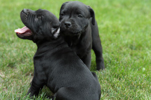 Черные щенки
