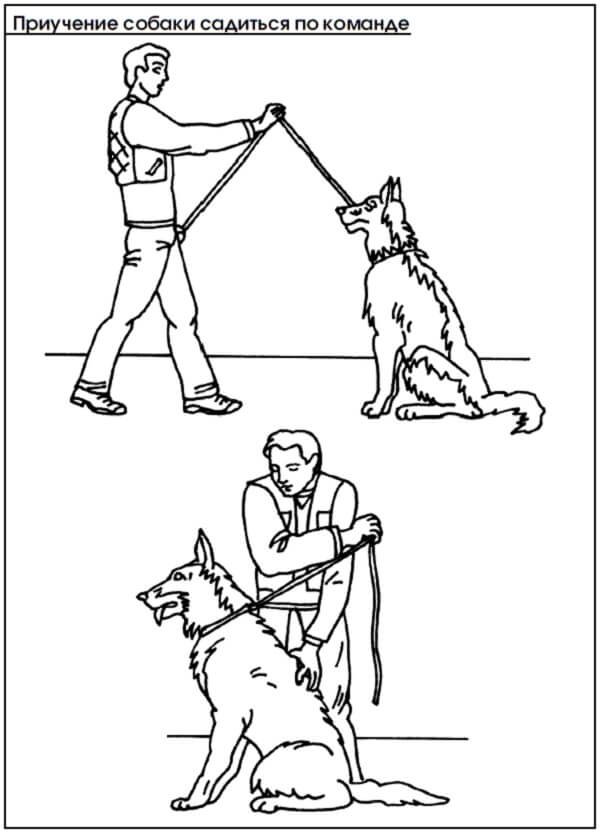 Обучение пса