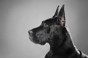 Портрет пса