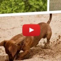 Собака ест кал