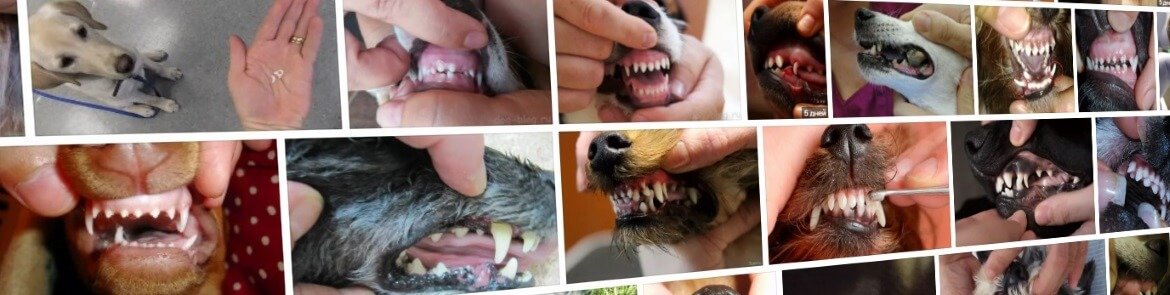 У собаки выпадают зубы