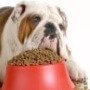 Почему собака не ест из миски