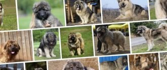 Сколько живут Кавказские овчарки