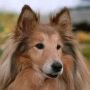 Питомники собак породы Колли, шотландская овчарка в Москве