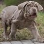 Питомники собак породы Мастино неаполитано в Москве