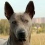Питомники собак породы Тайский риджбек в Москве