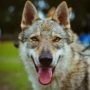 Чехословацкий влчак - фото, цена