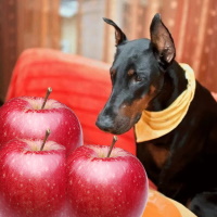 Можно ли давать яблоки доберману