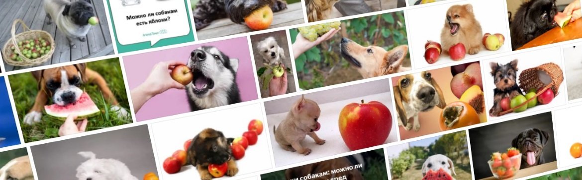 Яблоки для собак