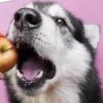 Можно ли собакам яблоки
