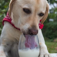 Можно ли собаке давать молоко