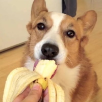 Можно ли собакам давать бананы
