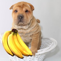 Можно ли банан давать Шарпею