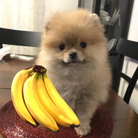 Можно ли Шпицу давать бананы