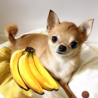 Можно ли Чихуахуа давать бананы