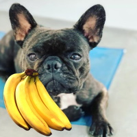 Можно ли Французскому бульдогу давать бананы