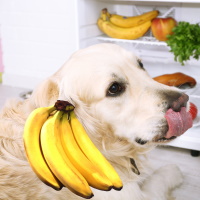 Можно ли Лабрадору давать банан