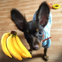 Можно ли Той-терьеру давать бананы