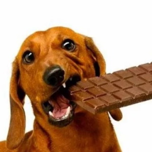 Можно ли собакам давать шоколад