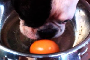 Можно ли собакам яйца