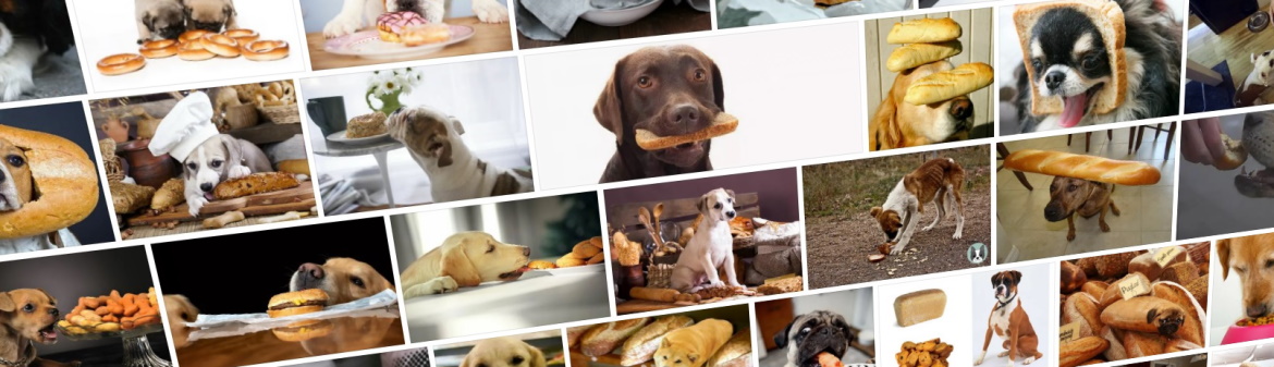 Можно ли давать собакам хлеб