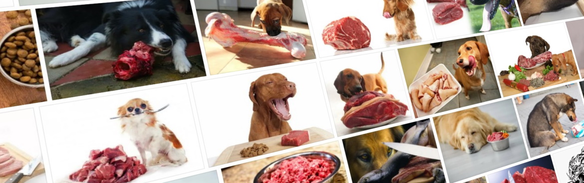 Даем собаке мясо