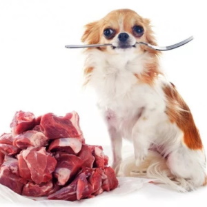 Можно ли кормить собаку сырым мясом