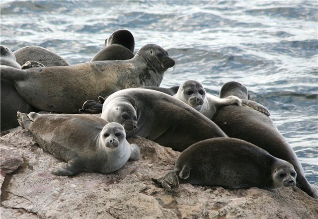 Тюлени на озере Байкал